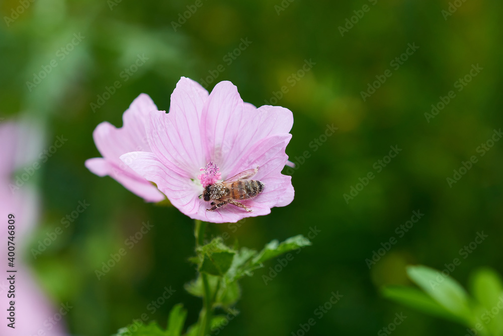 Wilde Malve (Malva sylvestris)	mit Biene