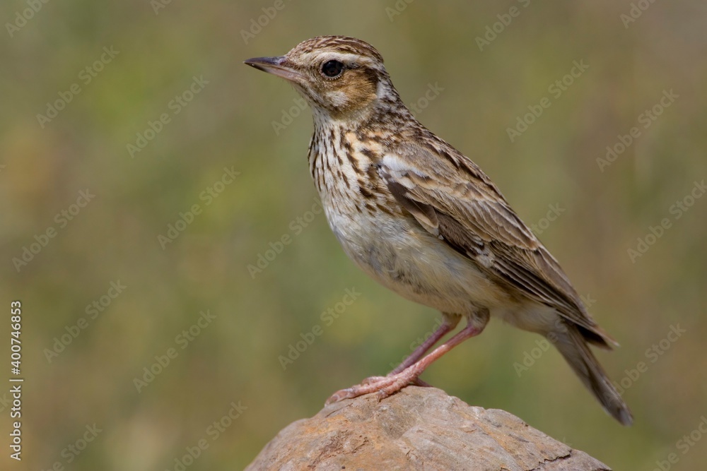 Wood Lark, Boomleeuwerik, Lullula arborea Wood Lark, Boomleeuwerik, Lullula arborea