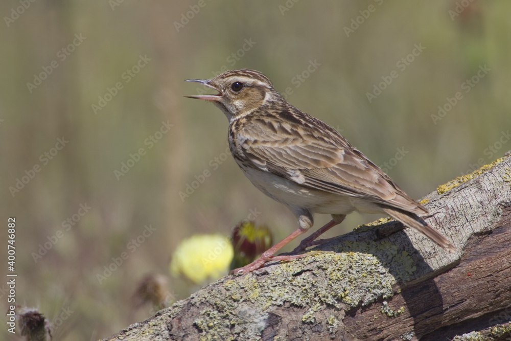 Wood Lark, Boomleeuwerik, Lullula arborea Wood Lark, Boomleeuwerik, Lullula arborea