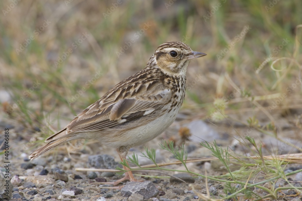Wood Lark, Boomleeuwerik, Lullula arborea Wood Lark, Boomleeuwerik, Lullula arborea