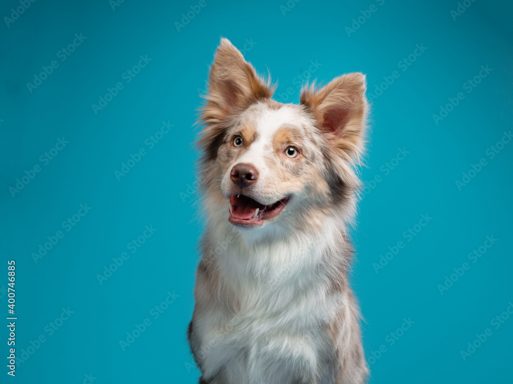 happy dog on a blue background. border collie funny portrait. happy dog on a blue background. border collie funny portrait.