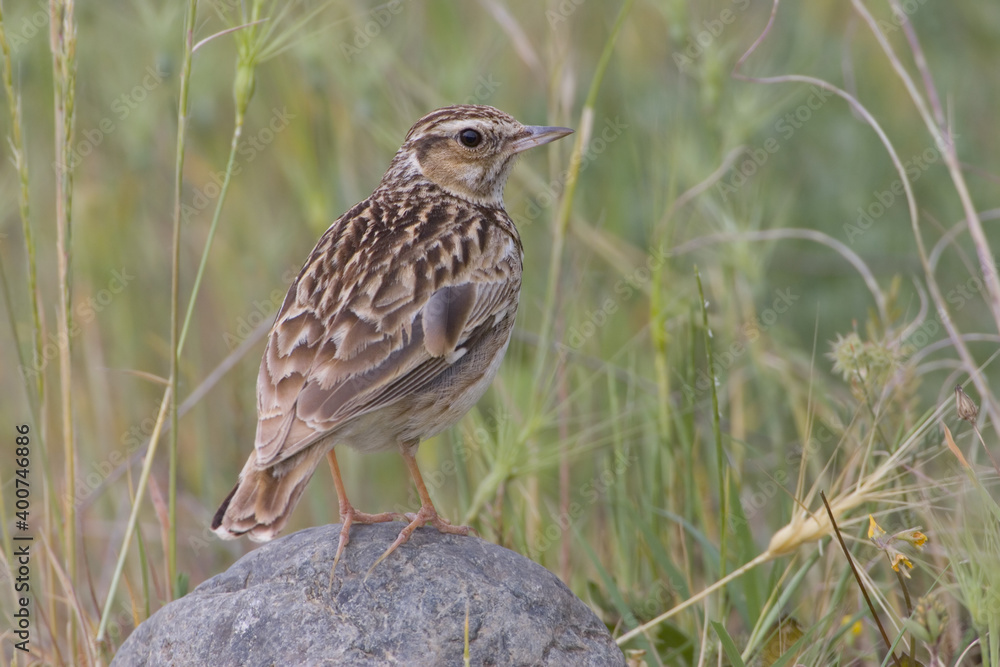 Fototapeta premium Wood Lark, Boomleeuwerik, Lullula arborea