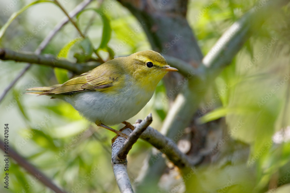 Obraz premium Fluiter, Wood Warbler, Phylloscopus sibilatris