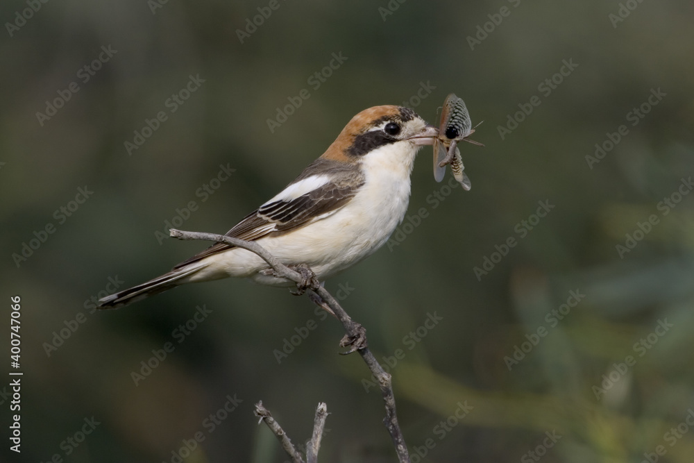 Woodchat Shrike, Roodkopklauwier, Lanius senator Woodchat Shrike, Roodkopklauwier, Lanius senator