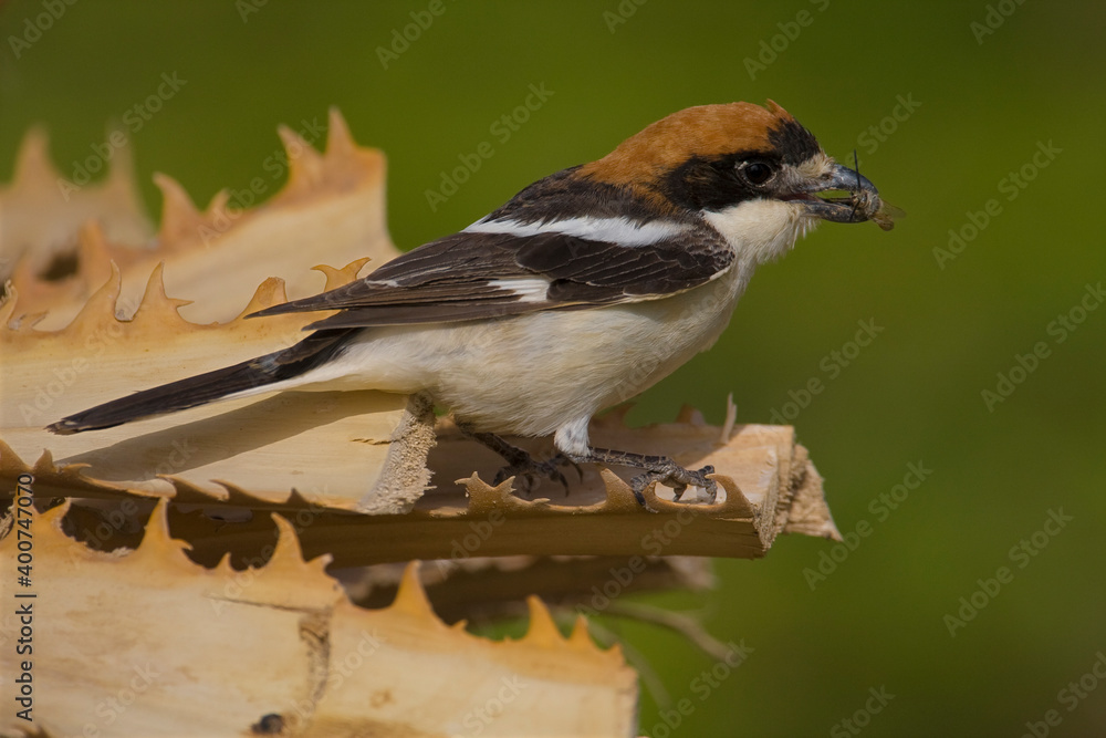 Naklejka premium Roodkopklauwier, Woodchat Shrike, Lanius senator