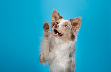 happy dog on a blue background. border collie funny portrait. 