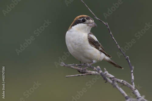 Woodchat Shrike, Roodkopklauwier, Lanius senator