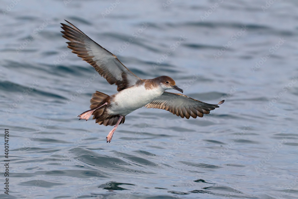 Yelkouanpijlstormvogel, Yelkouan Shearwater, Puffinus yelkouan Yelkouanpijlstormvogel, Yelkouan Shearwater, Puffinus yelkouan