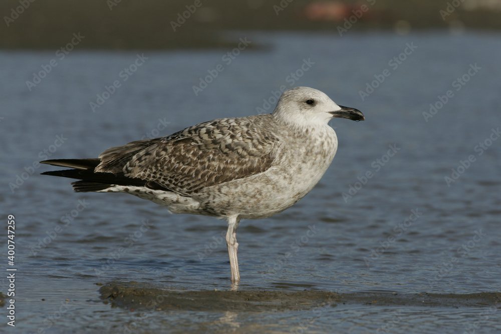 Yellow-legged Gull; Geelpootmeeuw; Larus michahellis Yellow-legged Gull; Geelpootmeeuw; Larus michahellis