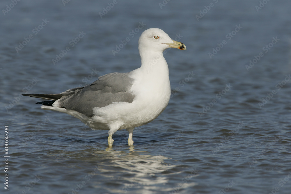 Yellow-legged Gull; Geelpootmeeuw; Larus michahellis Yellow-legged Gull; Geelpootmeeuw; Larus michahellis