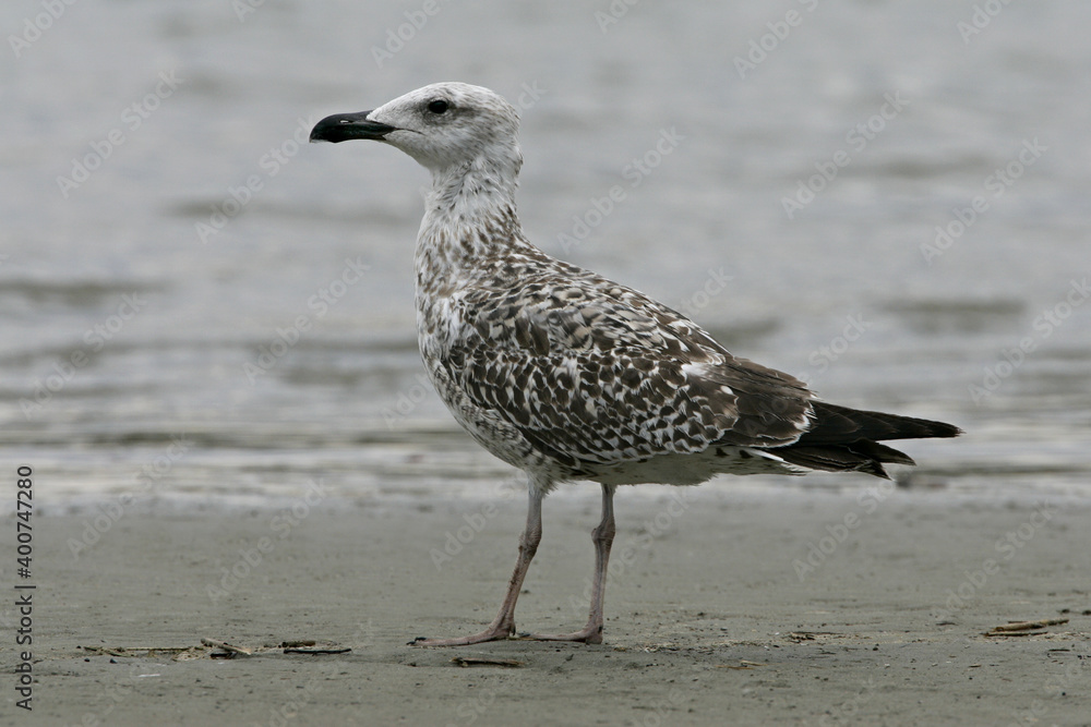 Yellow-legged Gull; Geelpootmeeuw; Larus michahellis Yellow-legged Gull; Geelpootmeeuw; Larus michahellis
