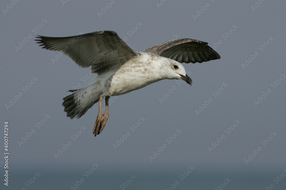 Yellow-legged Gull; Geelpootmeeuw; Larus michahellis Yellow-legged Gull; Geelpootmeeuw; Larus michahellis