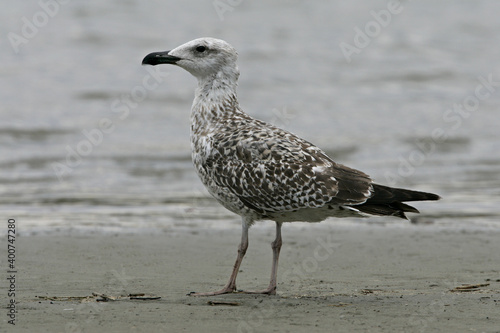 Yellow-legged Gull; Geelpootmeeuw; Larus michahellis
