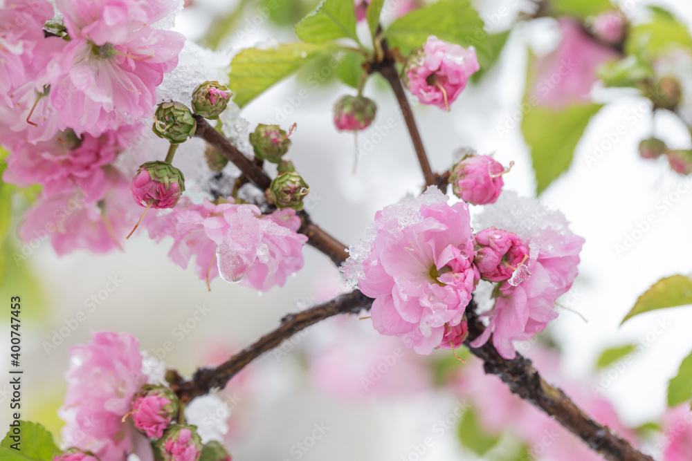 Obraz premium Growing plums covered with snow