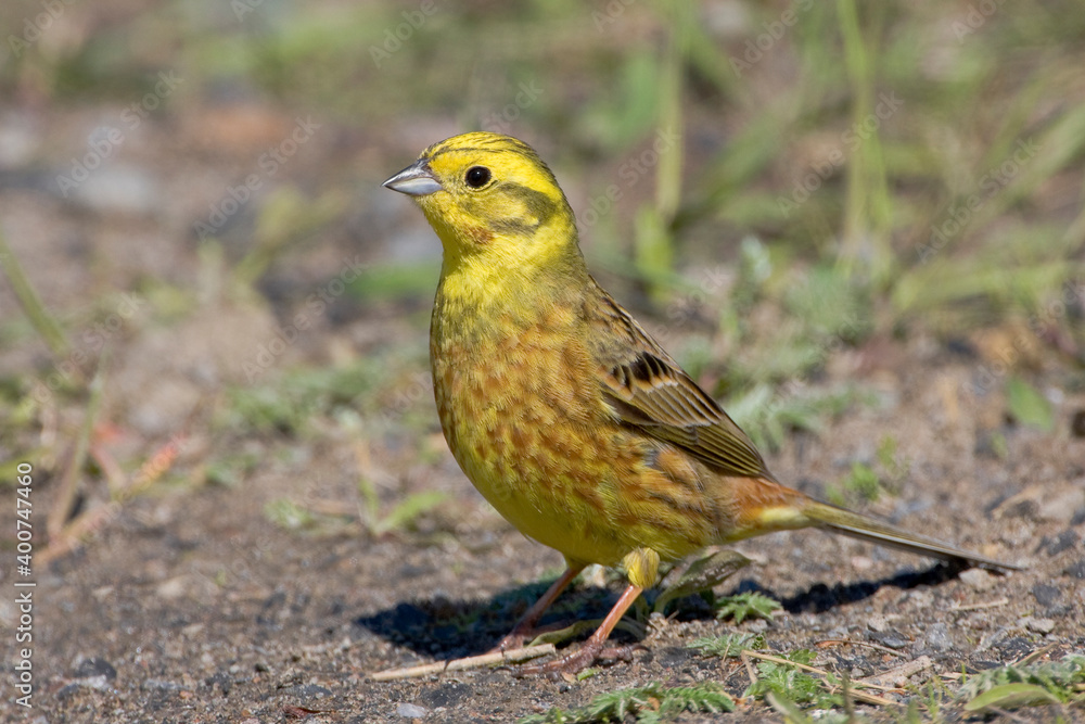 Geelgors, Yellowhammer, Emberiza citrinella Geelgors, Yellowhammer, Emberiza citrinella