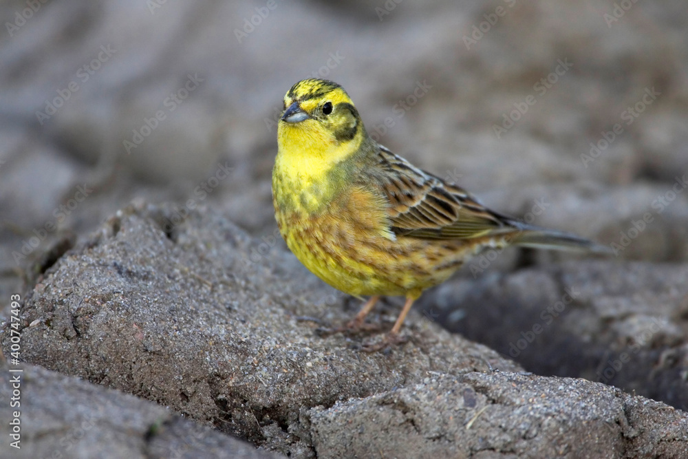.Geelgors, Yellowhammer, Emberiza citrinella .Geelgors, Yellowhammer, Emberiza citrinella