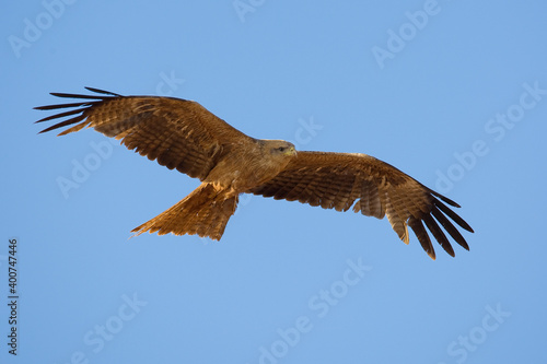 Geelsnavelwouw, Yellow-billed Kite, Milvus aegyptius © AGAMI