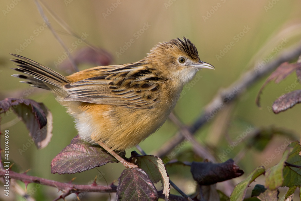Fototapeta premium Graszanger, Zitting Cisticola, Cisticola juncidis