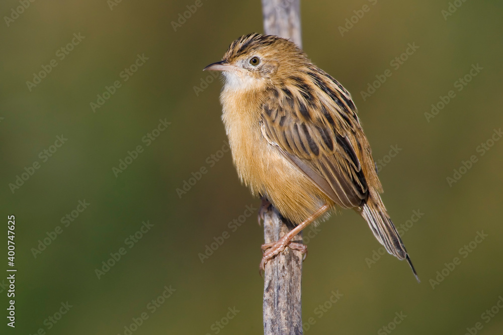 Fototapeta premium Graszanger, Zitting Cisticola, Cisticola juncidis