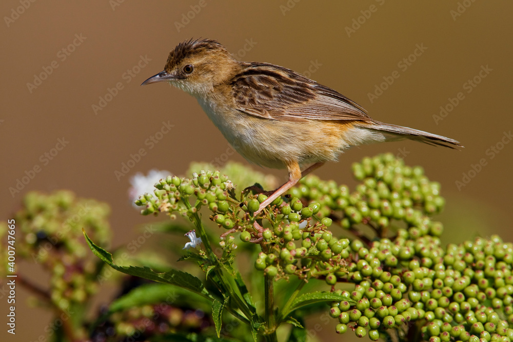 Graszanger, Zitting Cisticola, Cisticola juncidis Graszanger, Zitting Cisticola, Cisticola juncidis