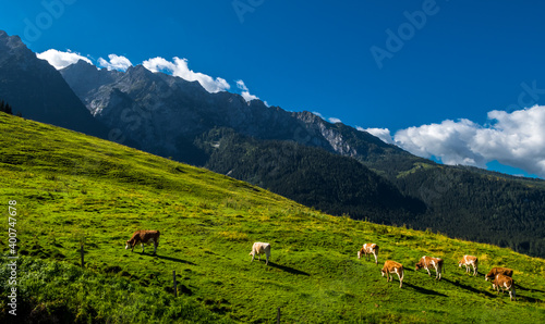 Cows On Alpine Pasture In The Alps Of Austria © grafxart