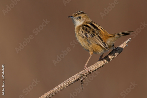 Graszanger, Zitting Cisticola, Cisticola juncidis