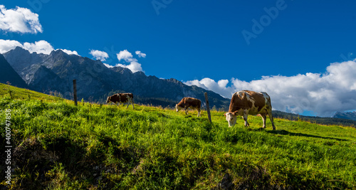 Cows On Alpine Pasture In The Alps Of Austria
