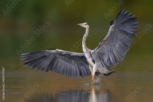 Blauwe reiger; Grey Heron; Ardea cinerea