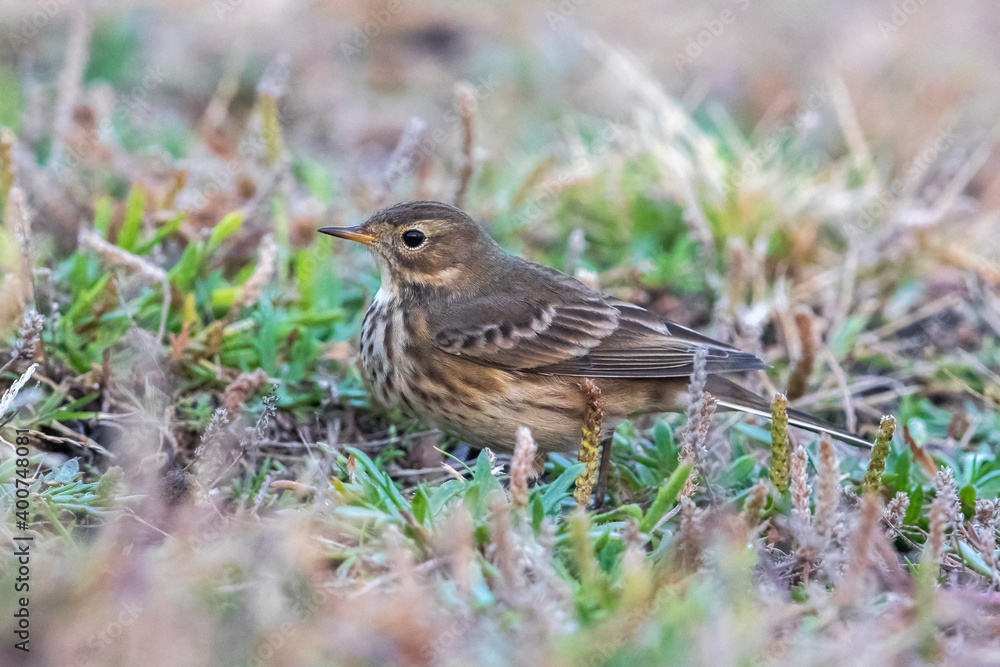 Amerikaanse Waterpieper; American Buff-bellied Pipit; Anthus rubescens rubescens Amerikaanse Waterpieper; American Buff-bellied Pipit; Anthus rubescens rubescens
