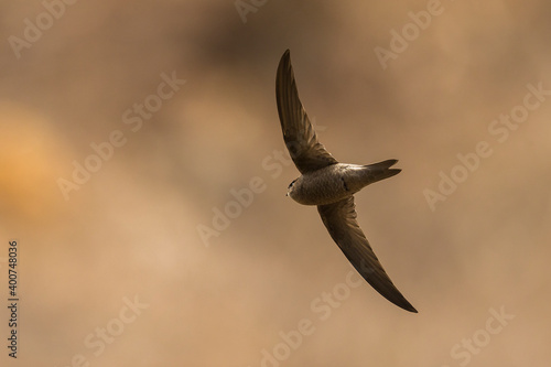 Kaapverdische Gierzwaluw; Cape Verde Swift; Alexander's Swift, Apus alexandri photo