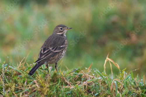 Wallpaper Mural Amerikaanse Waterpieper, American Buff-bellied Pipit , Anthus rubescens rubescens Torontodigital.ca