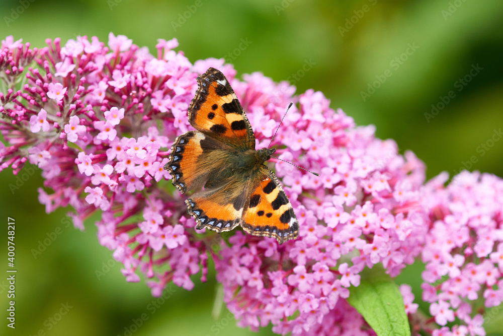 Kleiner Fuchs bei der Nektarsuche  auf  Sommerflieder
