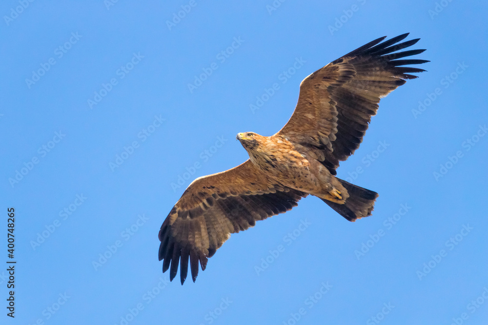 Fototapeta premium Spaanse Keizerarend; Spanish Imperial Eagle; Aquila adalberti