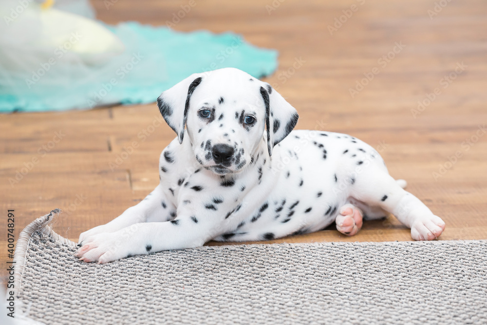 Little dalmatian puppy gnaws a corner of a gray carpet
