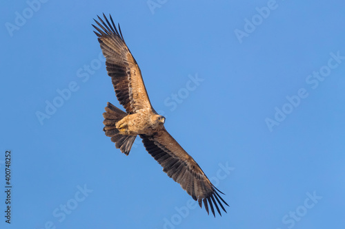 Spaanse Keizerarend  Spanish Imperial Eagle  Aquila adalberti