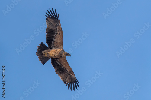Spaanse Keizerarend  Spanish Imperial Eagle  Aquila adalberti © AGAMI