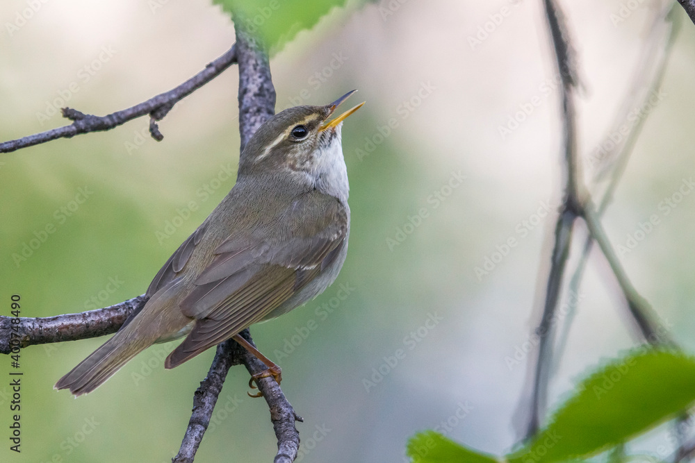 Arctic Warbler, Noordse Boszanger, Phylloscopus borealis Arctic Warbler, Noordse Boszanger, Phylloscopus borealis