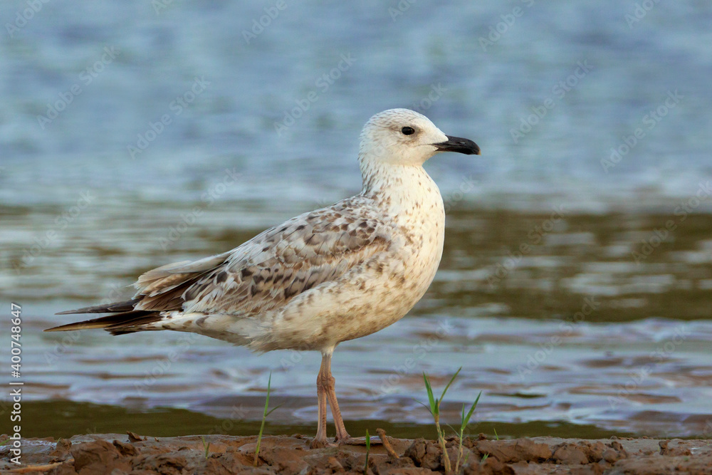 Armeense Meeuw, Armenian Gull, Larus armenicus Armeense Meeuw, Armenian Gull, Larus armenicus