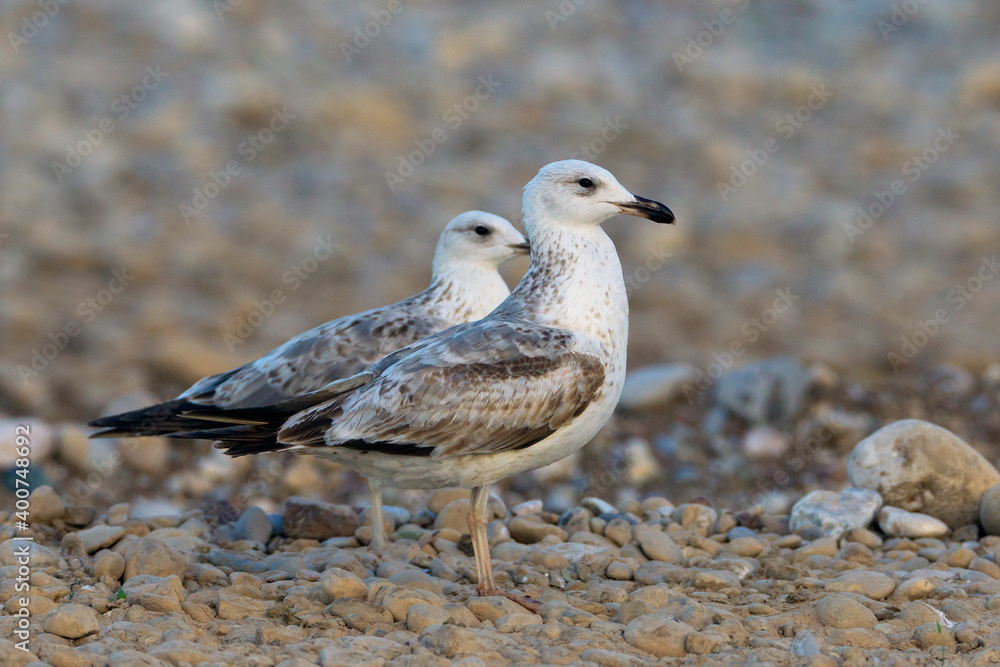 Armeense Meeuw, Armenian Gull, Larus armenicus