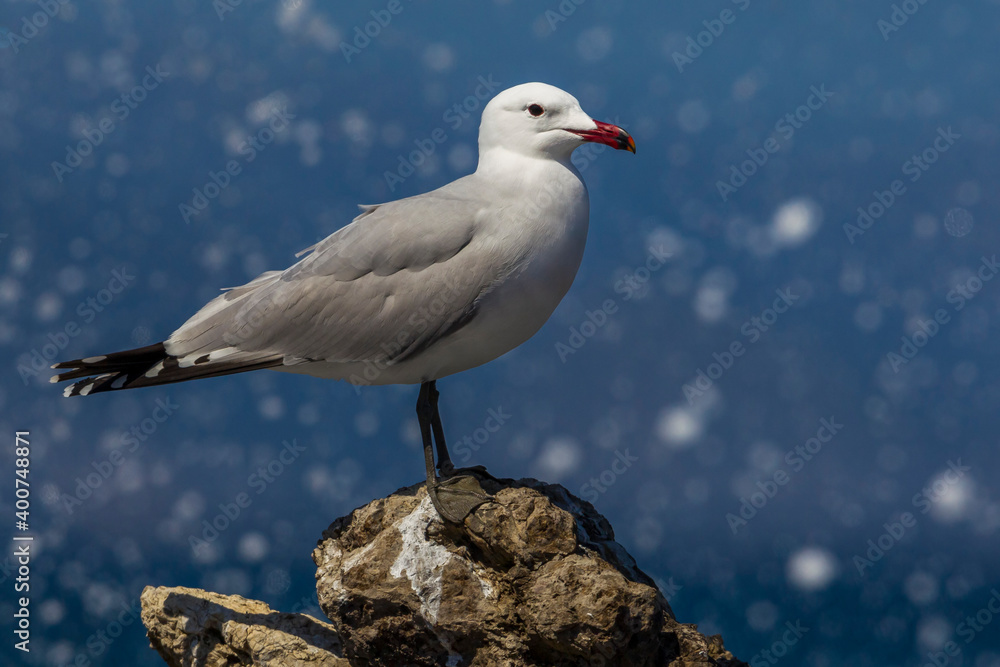 Obraz premium Audouins Meeuw, Audouin's Gull; Ichthyaetus audouinii