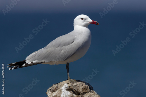 Audouins Meeuw,  Audouin's Gull; Ichthyaetus audouinii
