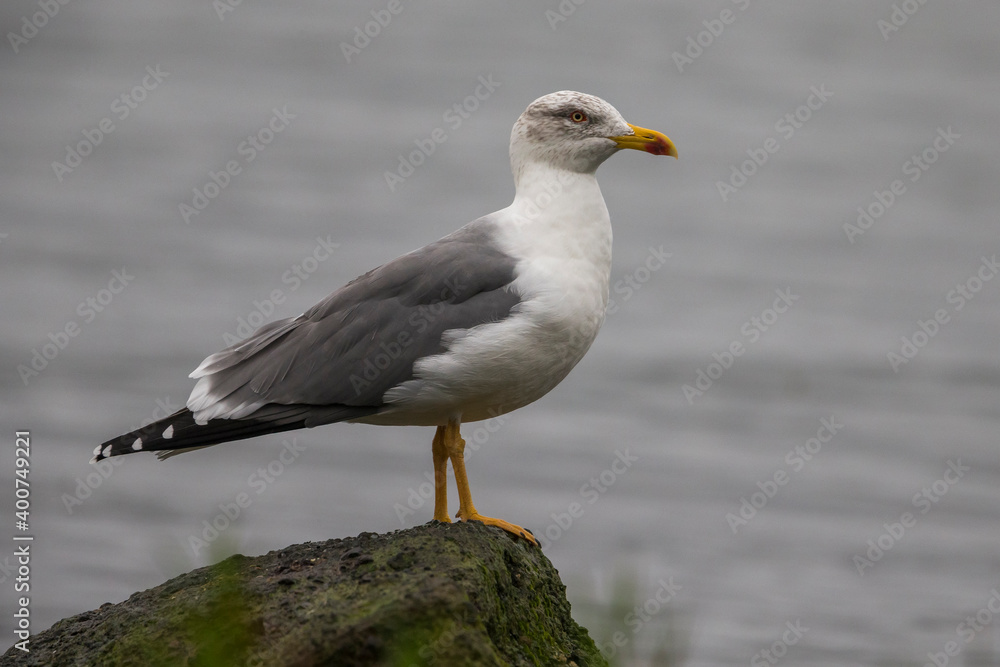 Azoren Geelpootmeeuw, Azorean Yellow-legged Gull, Larus michahel Azoren Geelpootmeeuw, Azorean Yellow-legged Gull, Larus michahel