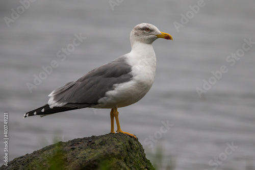 Azoren Geelpootmeeuw, Azorean Yellow-legged Gull, Larus michahel