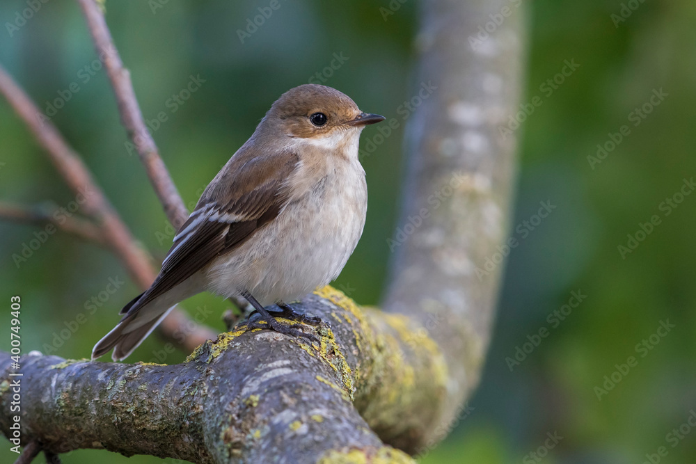 Bonte Vliegenvanger; Pied Flycatcher; Ficedula hypoleuca Bonte Vliegenvanger; Pied Flycatcher; Ficedula hypoleuca
