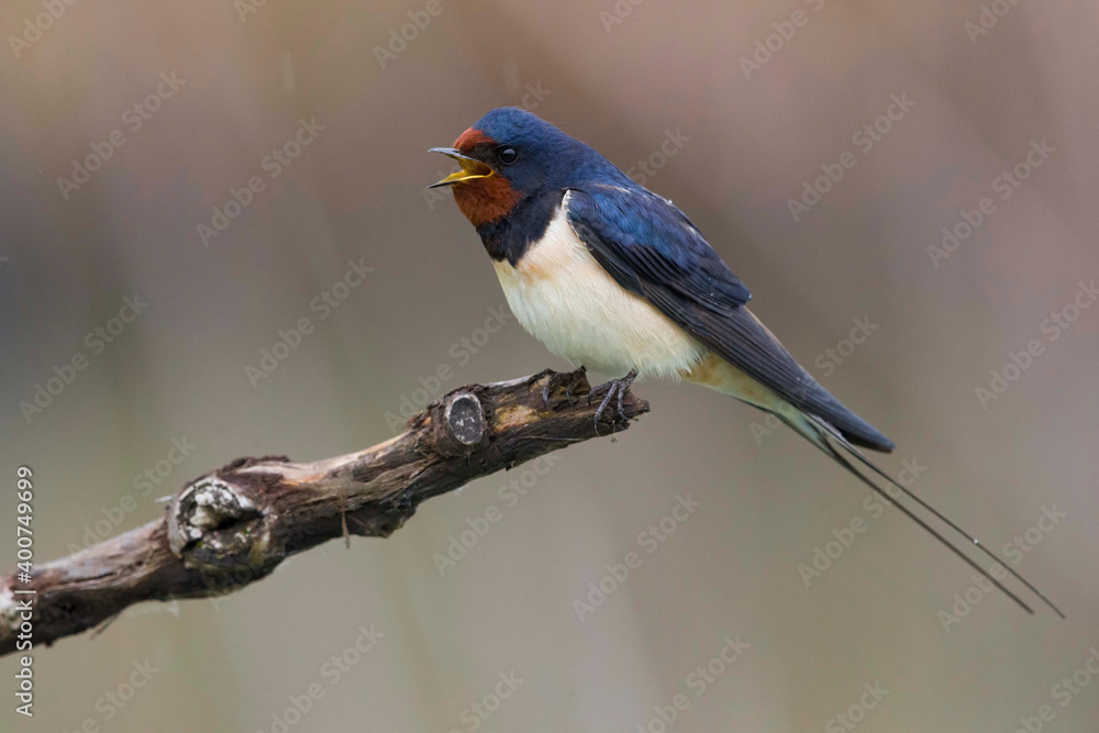 Boerenzwaluw, Barn Swallow, Hirundo rustica Boerenzwaluw, Barn Swallow, Hirundo rustica