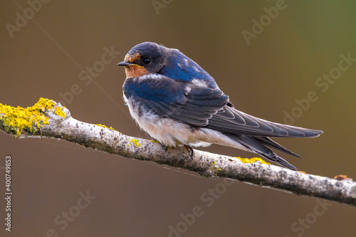 Boerenzwaluw, Barn Swallow, Hirundo rustica