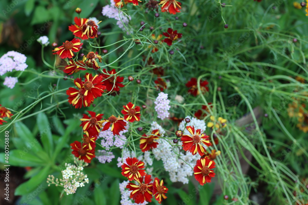 Obraz premium red coreopsis flowers with yellow streaks