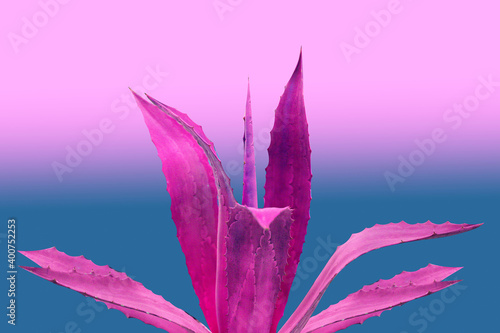 Photo of a purple cactus on a bright background