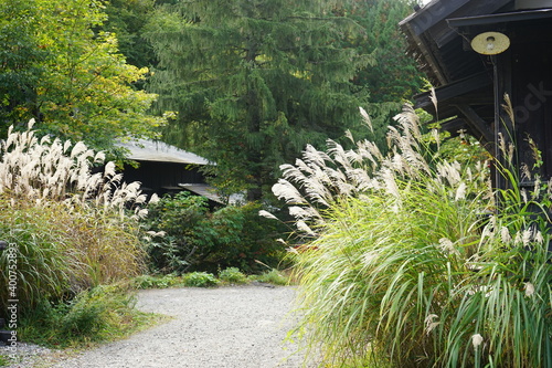 Autumn view of Nyuto onsen (Hot Springs) Tsurunoyu in Akita, Japan. Swaying Miscanthus - 秋 すすき 乳頭温泉 秋田県 仙北市 photo