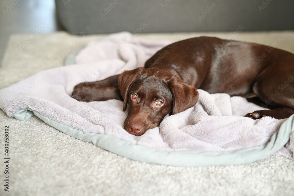 Junger brauner Labrador Welpe liegt auf einer Decke Junger brauner Labrador Welpe liegt auf einer Decke
